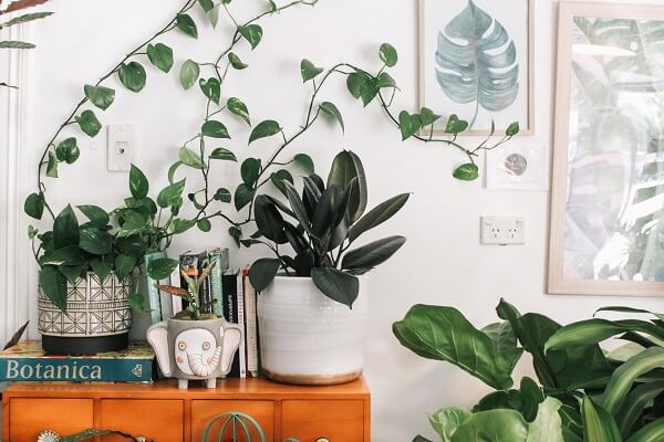 plants in home